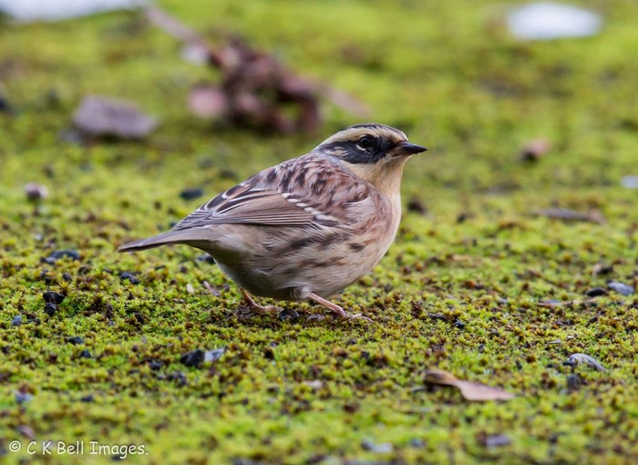 Siberian Accentor