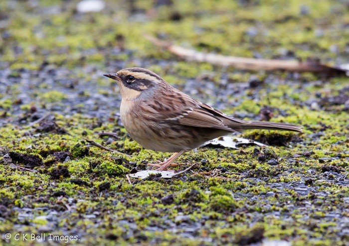 Siberian Accentor