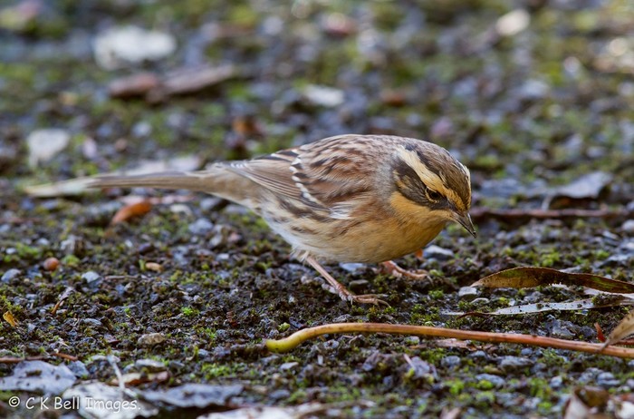Siberian Accentor