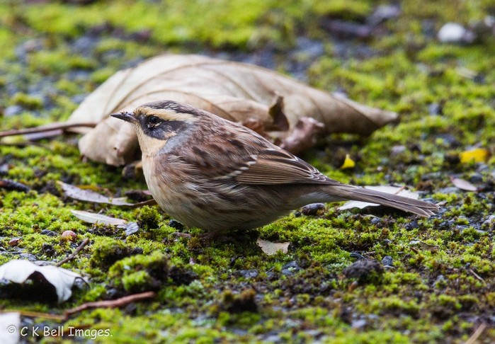 Siberian Accentor
