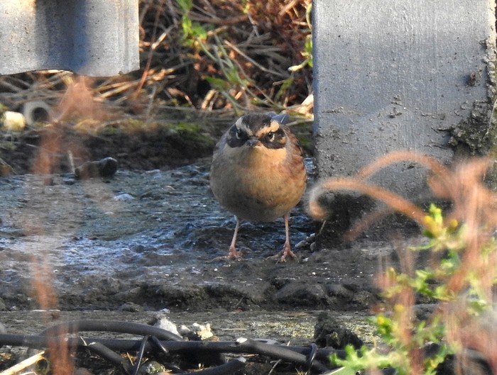 Siberian Accentor