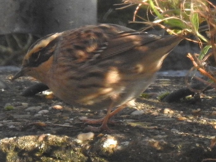 Siberian Accentor
