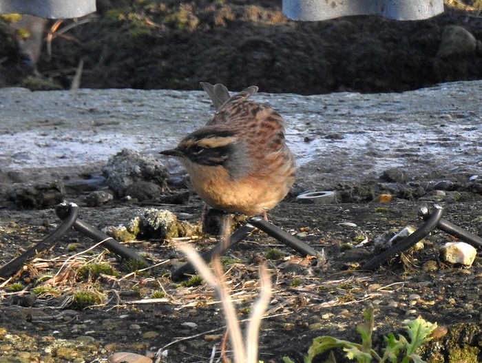 Siberian Accentor