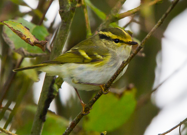 Pallas's Warbler