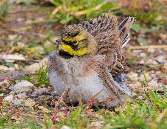 Shorelark