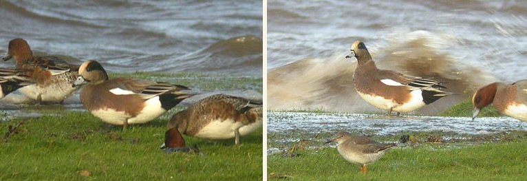 American Wigeon