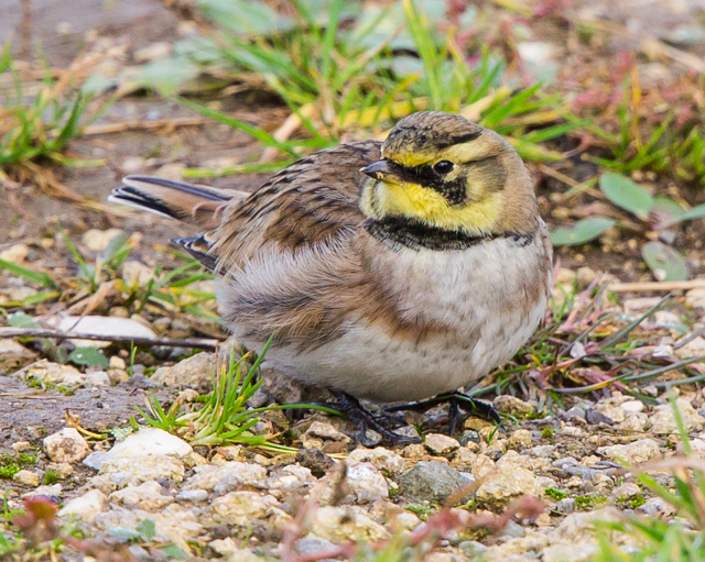 Shorelark