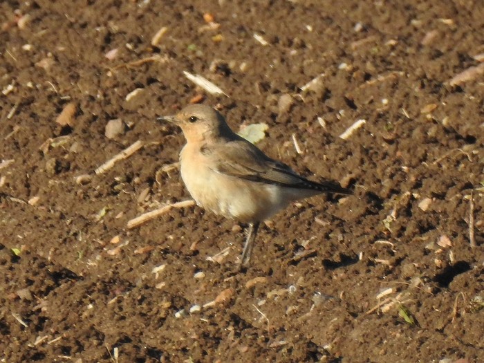 Isabelline Wheatear