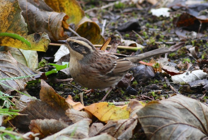 Siberian Accentor