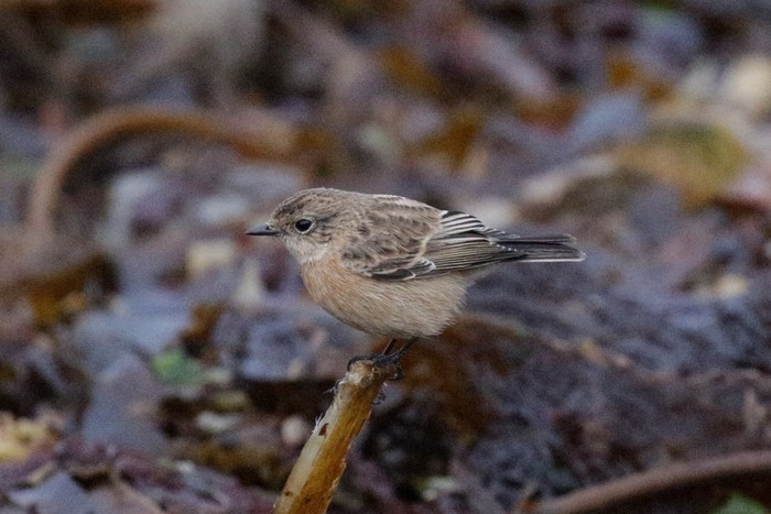 Siberian Stonechat