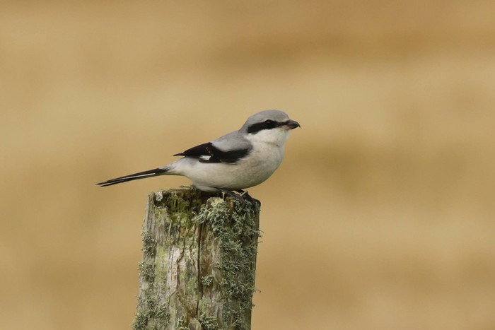 Great Grey Shrike