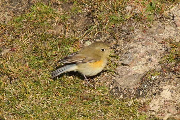 Red-flanked Bluetail