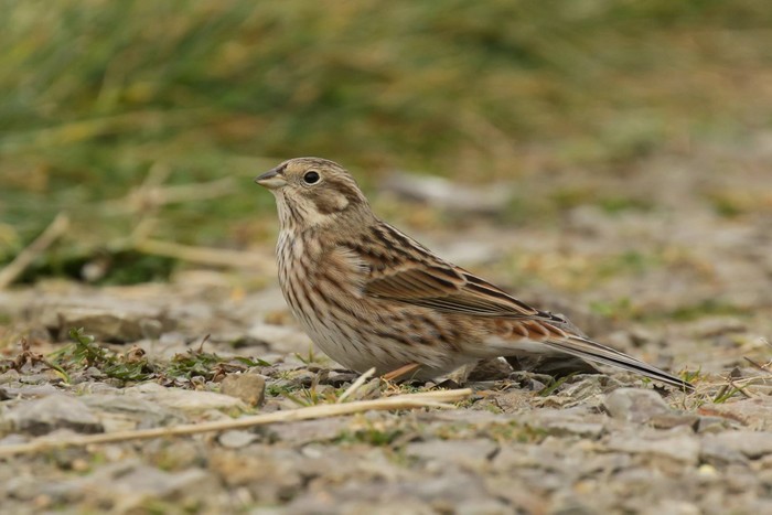 Pine Bunting