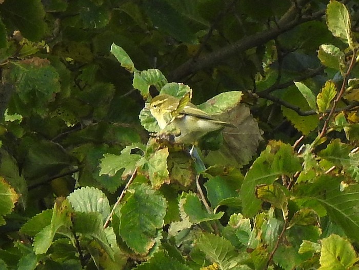 Yellow-browed Warbler