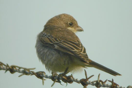 Woodchat Shrike
