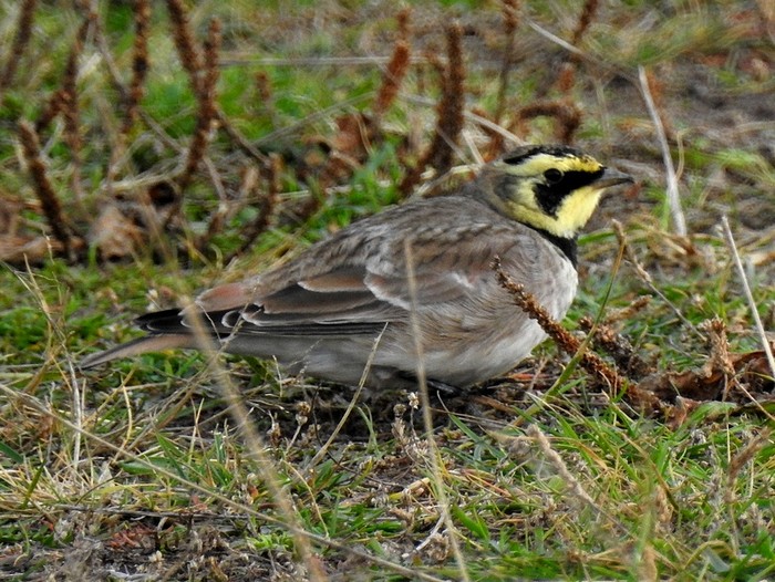 Shorelark