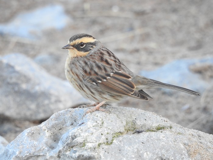 Siberian Accentor