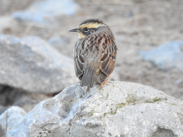 Siberian Accentor