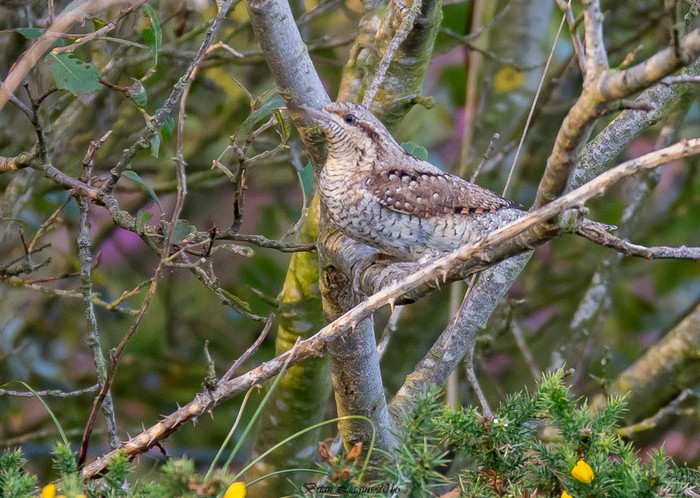 Wryneck