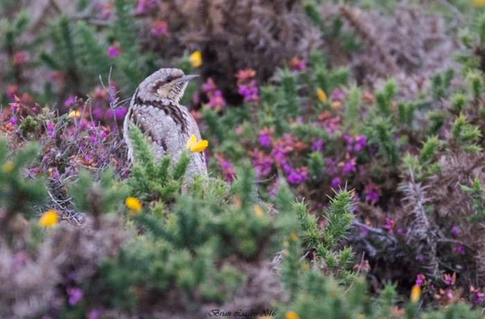 Wryneck