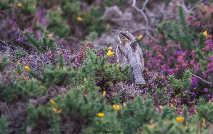 Wryneck