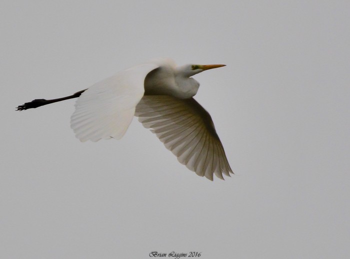 Great White Egret