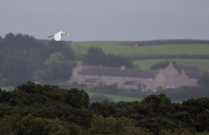 Great White Egret