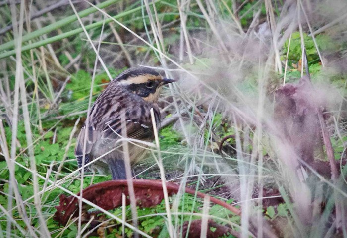 Siberian Accentor