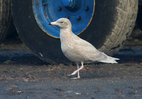 Glaucous Gull