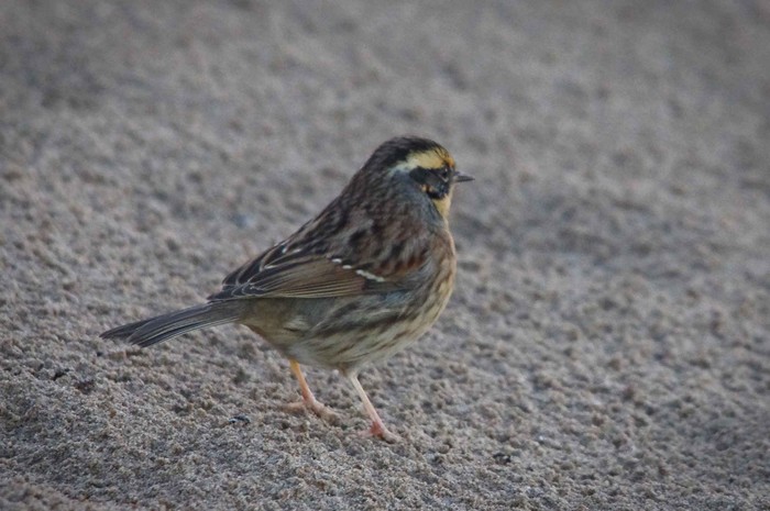 Siberian Accentor