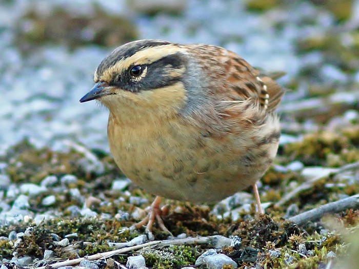 Siberian Accentor
