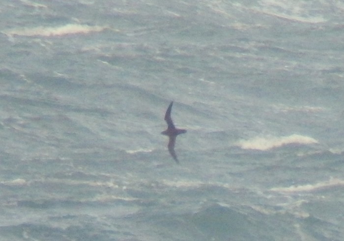 Sooty Shearwater