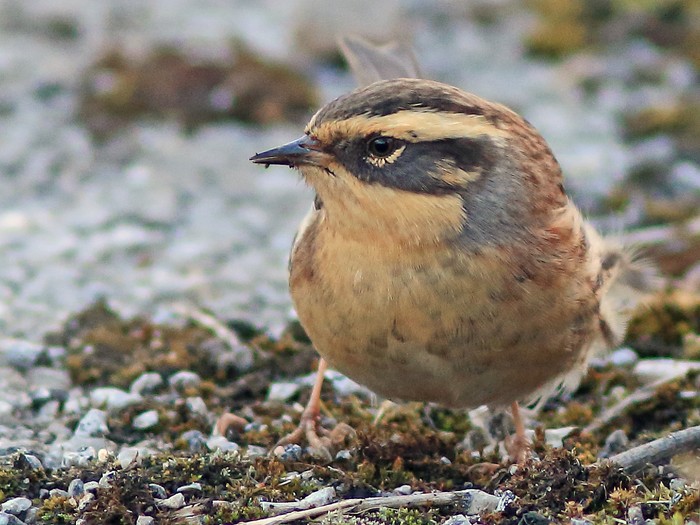 Siberian Accentor