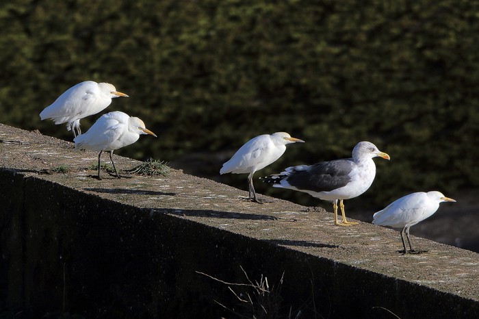 Cattle Egret