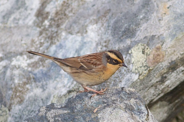 Siberian Accentor