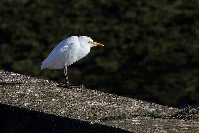 Cattle Egret