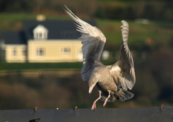 Glaucous Gull
