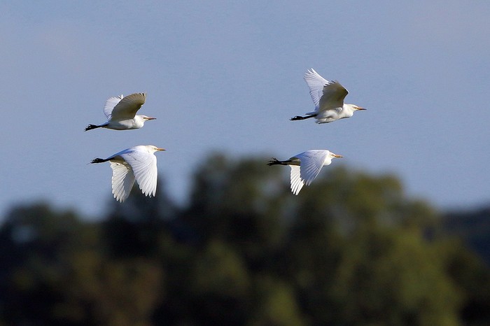 Cattle Egret