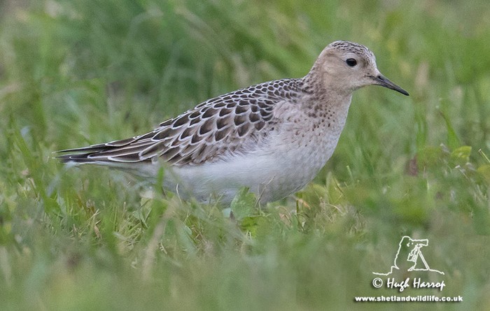 Buff-breasted Sandpiper