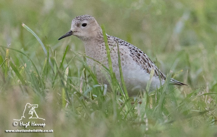 Buff-breasted Sandpiper
