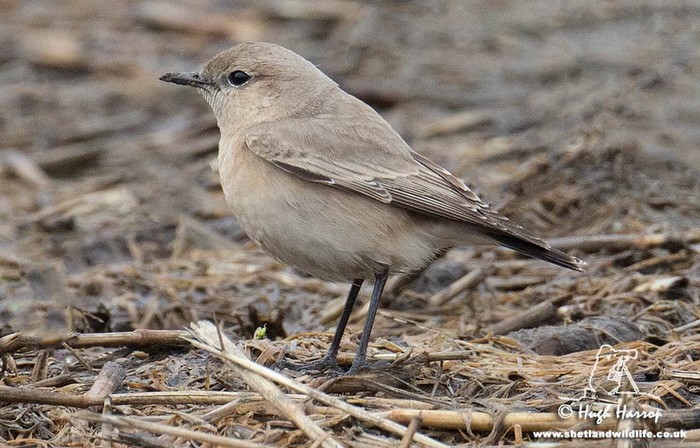Isabelline Wheatear