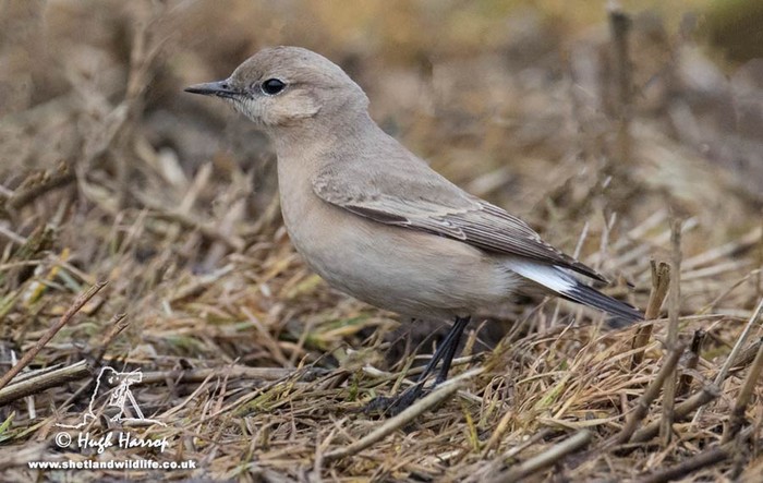 Isabelline Wheatear