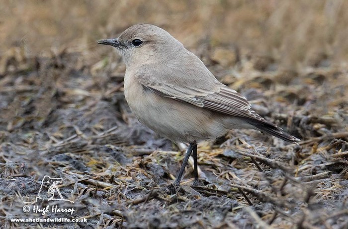 Isabelline Wheatear