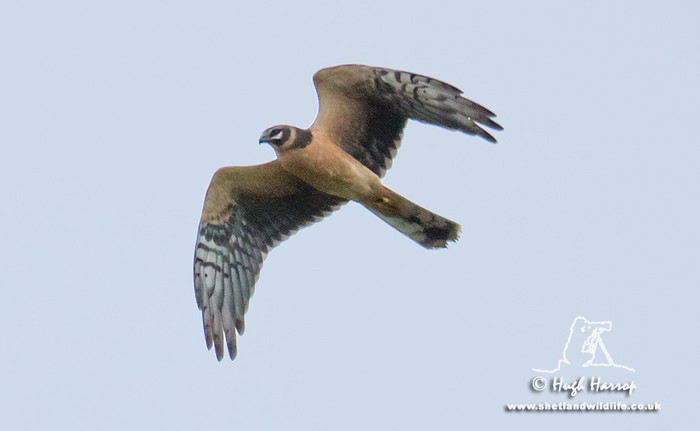 Pallid Harrier