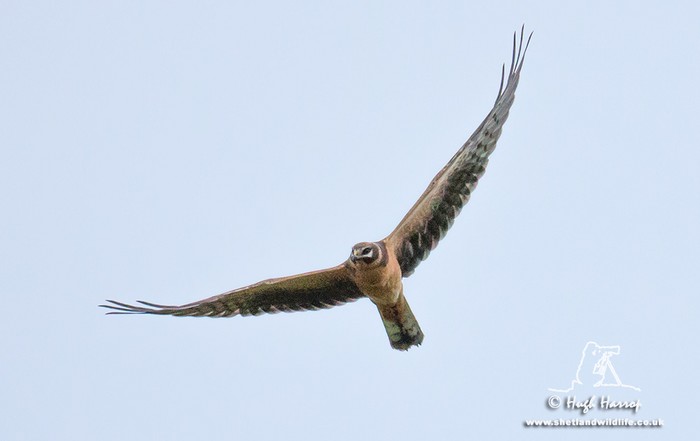 Pallid Harrier