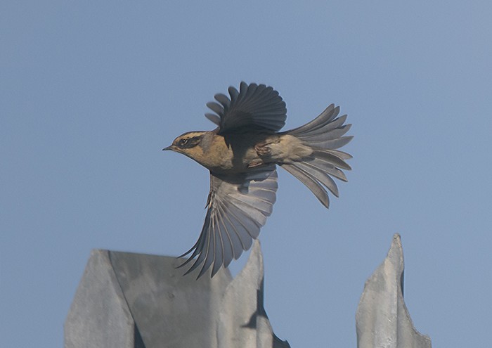Siberian Accentor