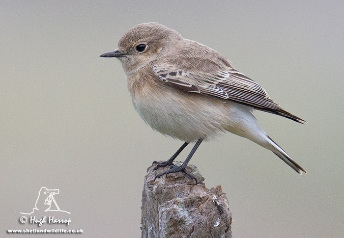 Pied Wheatear