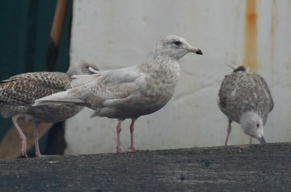 Iceland Gull