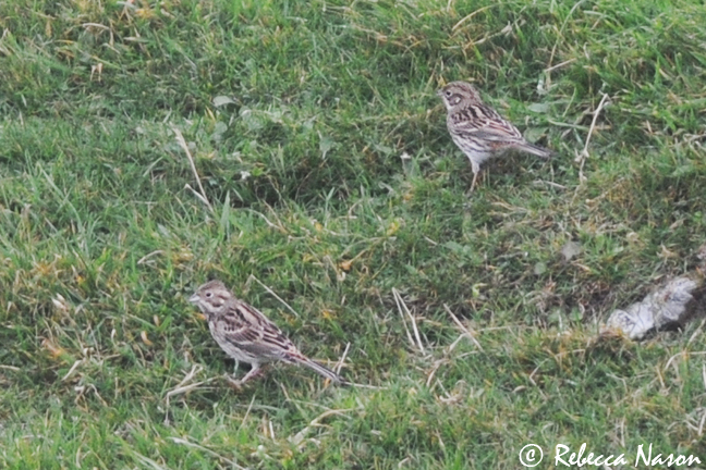 Pine Bunting