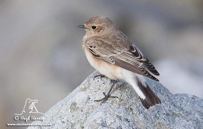Pied Wheatear